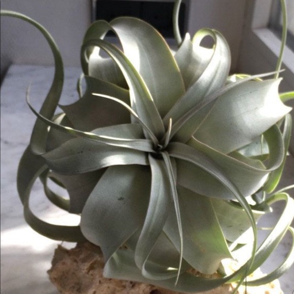 🕊 - Picture 2 of 2